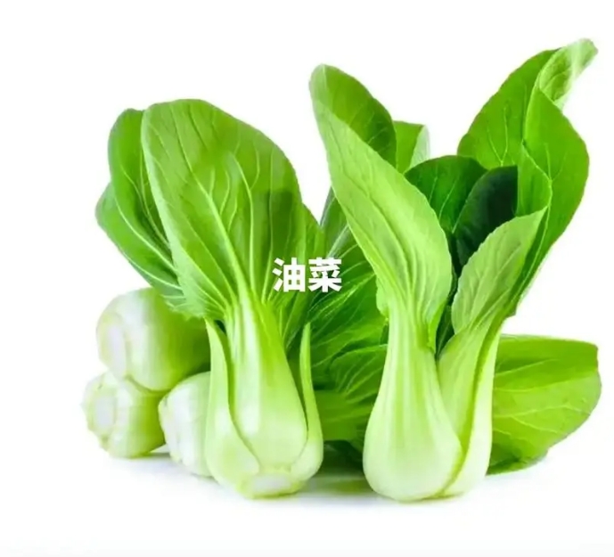 农业地理探索油菜种植,中国南北差异下共同的绿色财富。