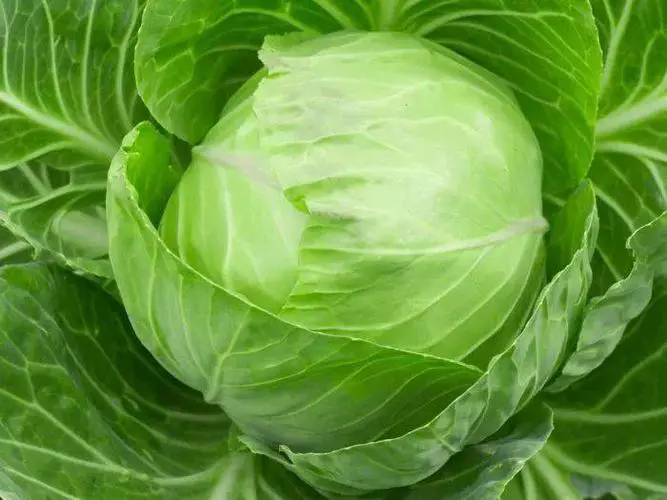 <b>卷心菜与包菜，如何正确区分与巧妙运用，提升菜肴品质？</b>
