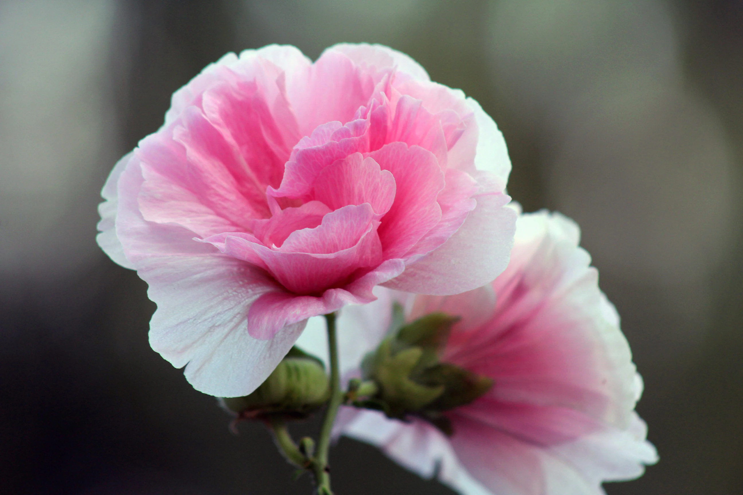 <b>芙蓉花水培，如何打造清新雅致的家居景观？</b>