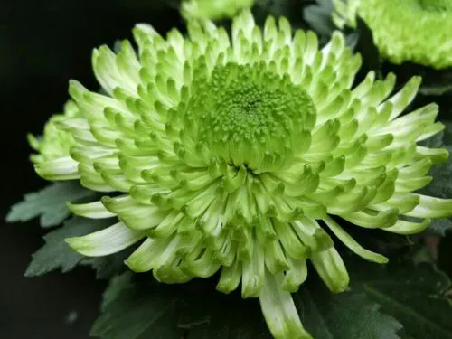 菊花品种繁多,如何鉴赏与培育打造金秋花海(附各品种图)?
