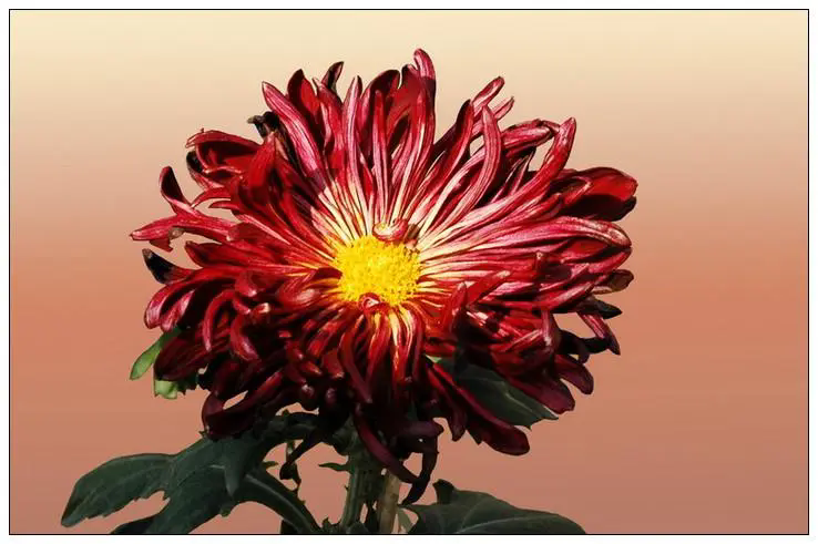 菊花品种繁多,如何鉴赏与培育打造金秋花海(附各品种图)?