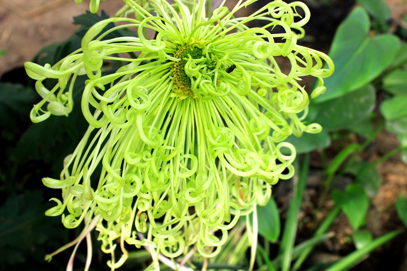 菊花品种繁多,如何鉴赏与培育打造金秋花海(附各品种图)?