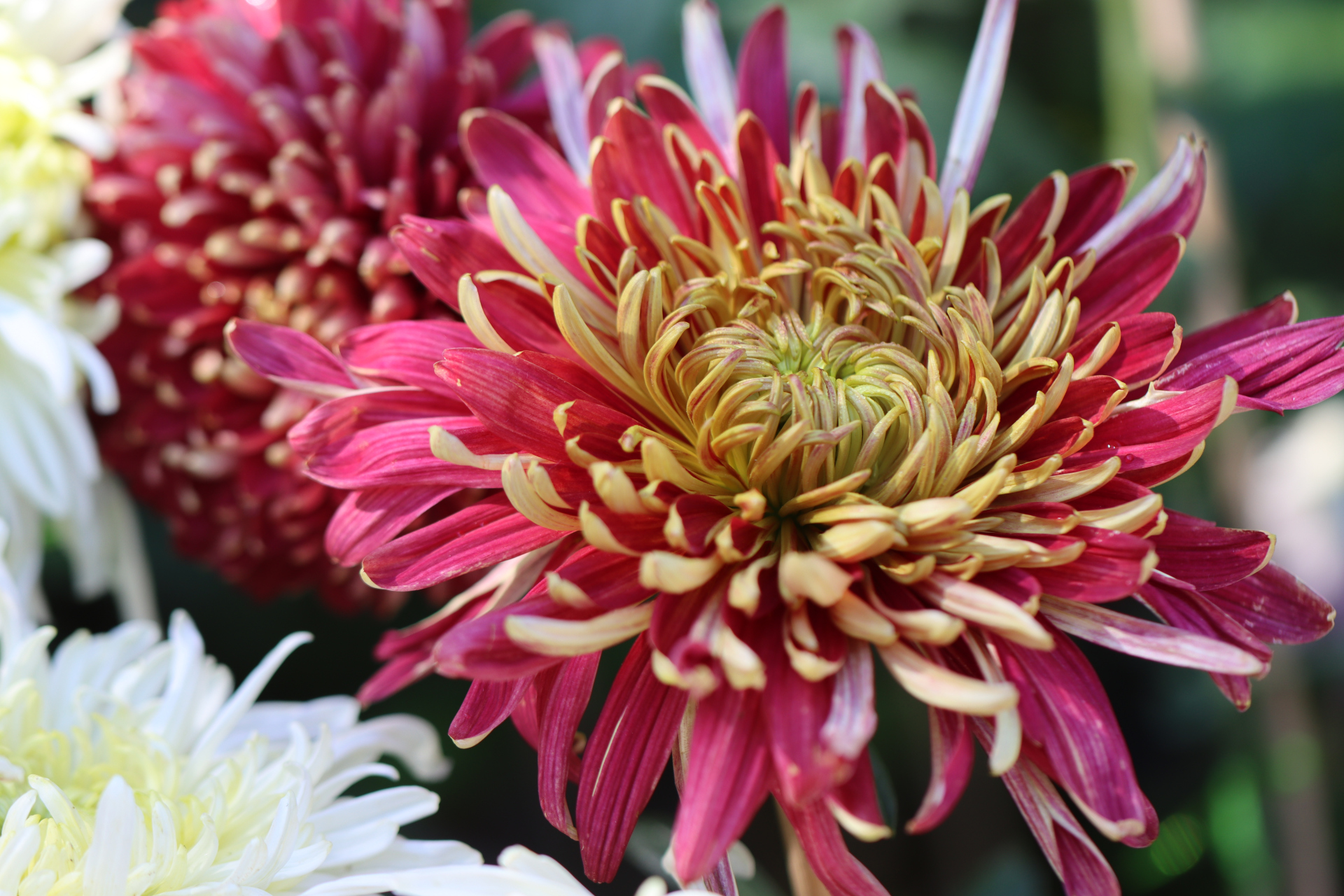 菊花品种繁多,如何鉴赏与培育打造金秋花海(附各品种图)?