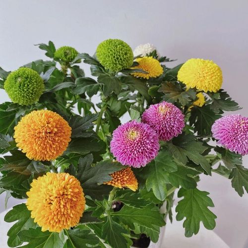 菊花品种繁多,如何鉴赏与培育打造金秋花海(附各品种图)?