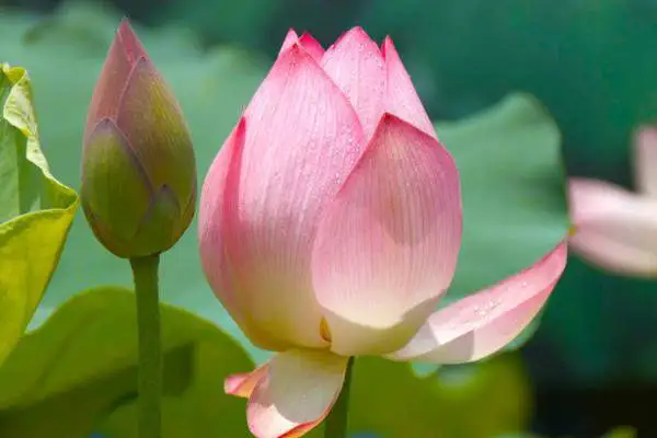 <strong>荷花与莲花：一场美丽的误会，还是同根同源？</strong>