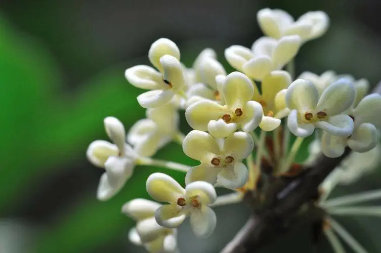 <b>桂花与茉莉花香品鉴，谁的香气更胜一筹？</b>