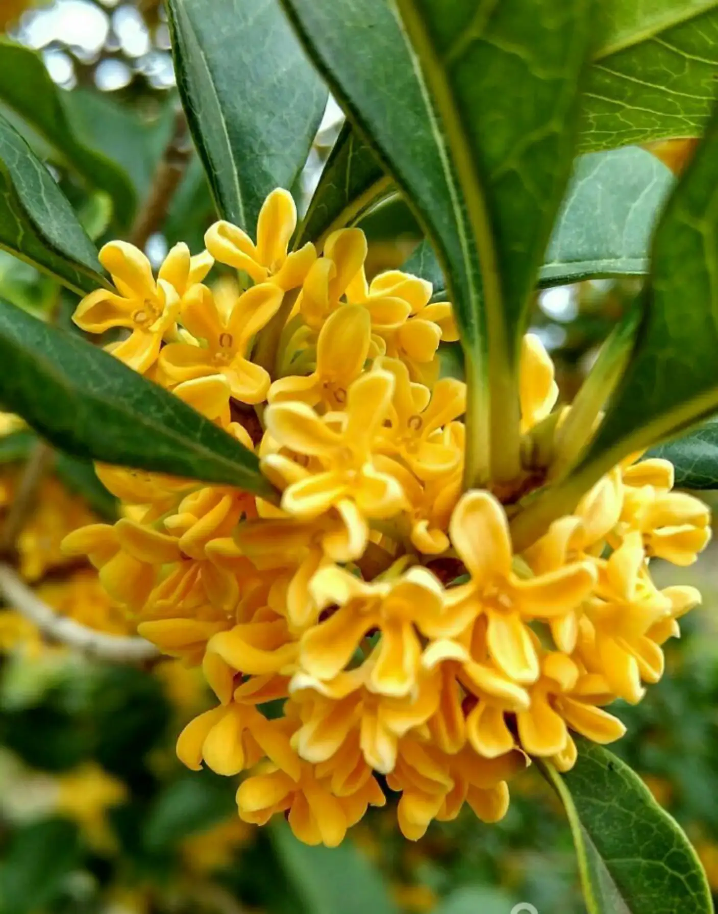 桂花与茉莉花香品鉴,谁的香气更胜一筹?