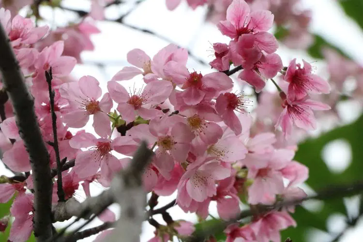 <b>樱花绽放时：揭秘樱花树的开花季节与美丽传说</b>