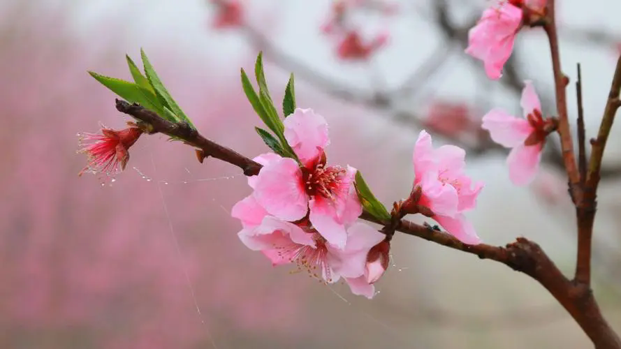 <b>三月桃花春光，何时何地遇见最美的桃花盛开美景</b>