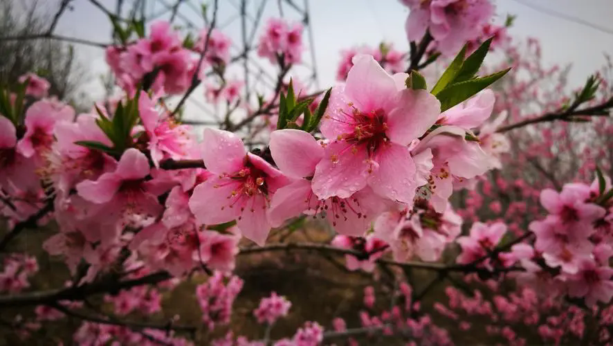 三月桃花春光,何时何地遇见最美的桃花盛开美景