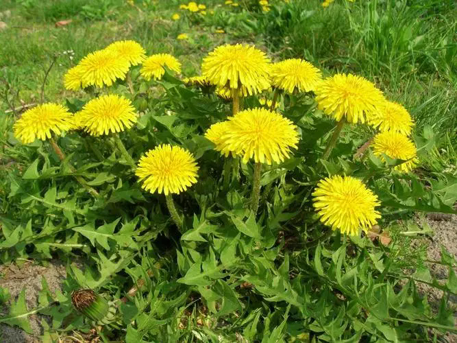 蒲公英的花期揭秘:何时绽放那抹轻盈的黄色?