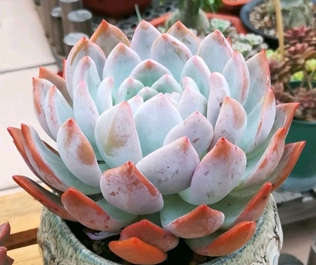 <strong>多肉圈芙蓉雪莲，真的是多肉界的“贵族”吗？</strong>