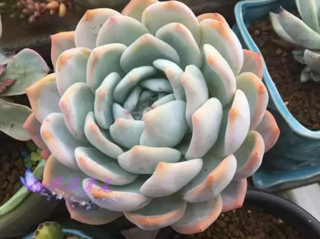 多肉圈芙蓉雪莲,真的是多肉界的“贵族”吗?