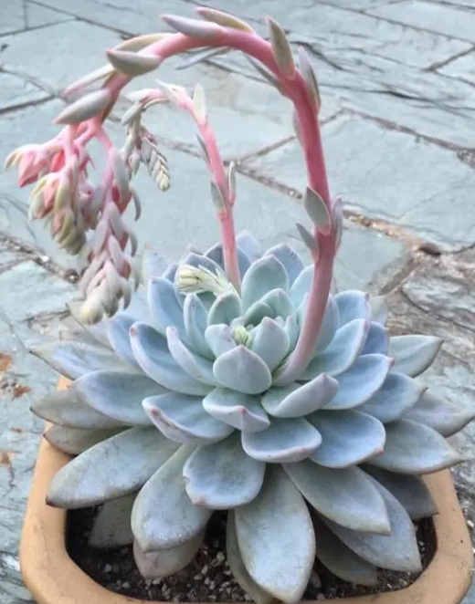 多肉圈芙蓉雪莲,真的是多肉界的“贵族”吗?