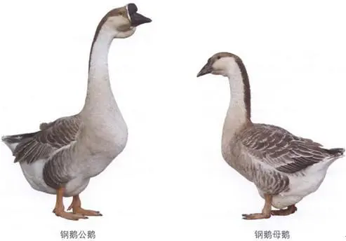 <strong>公母鹅的性别区分，一文掌握辨识技巧与鹅语</strong>