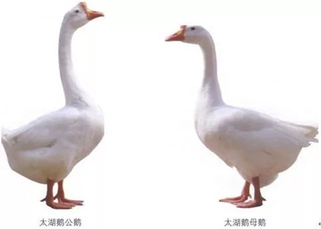 公母鹅的性别区分,一文掌握辨识技巧与鹅语