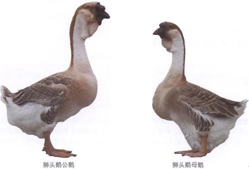 公母鹅的性别区分,一文掌握辨识技巧与鹅语