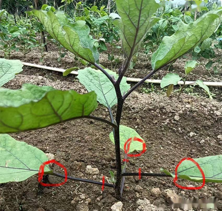茄子整枝摘叶:解锁高产新境界激发作物潜能