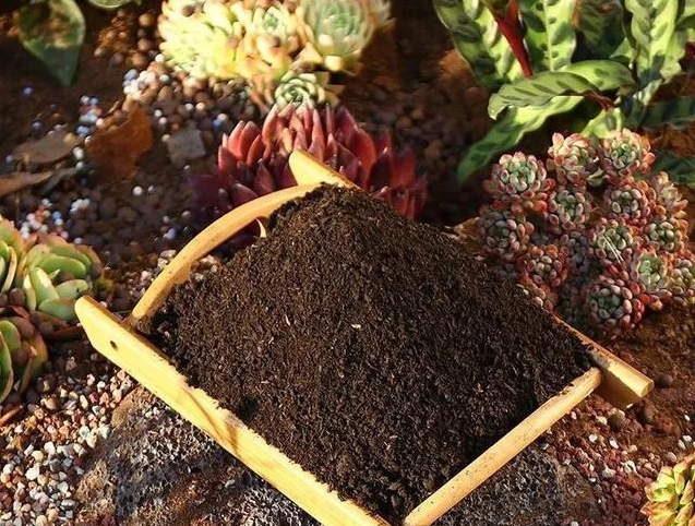 花卉养殖第一步-土壤消毒,打造无菌堡垒,呵护娇艳生命