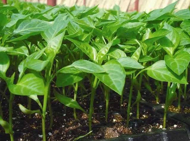 <b>辣椒种植从苗到椒，揭秘先育苗后移栽的辣椒种植智慧</b>