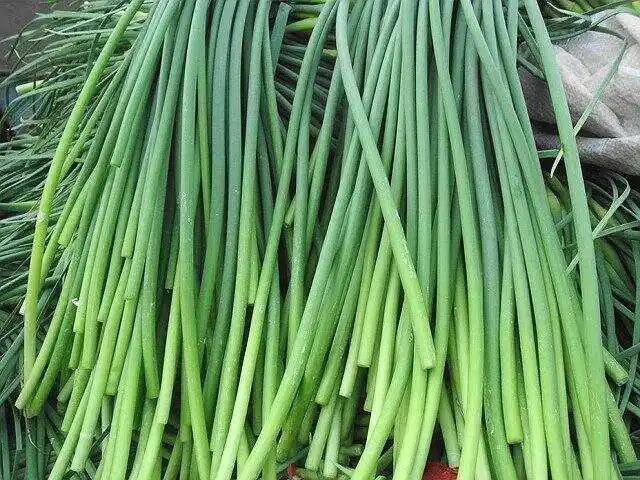 <b>从蒜到苔：蒜苔种植，揭秘阳台蒜苔成长记</b>