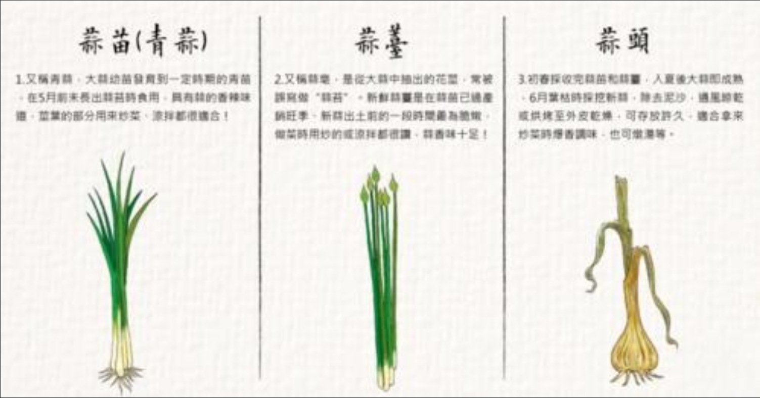 从蒜到苔:蒜苔种植,揭秘阳台蒜苔成长记