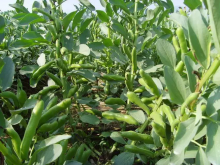 <b>蚕豆套种指南-探索多元作物种植的密码</b>