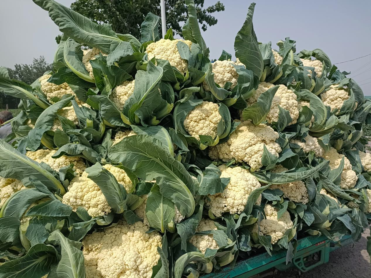 蔬菜解密:菜花-花与菜的奇妙交融