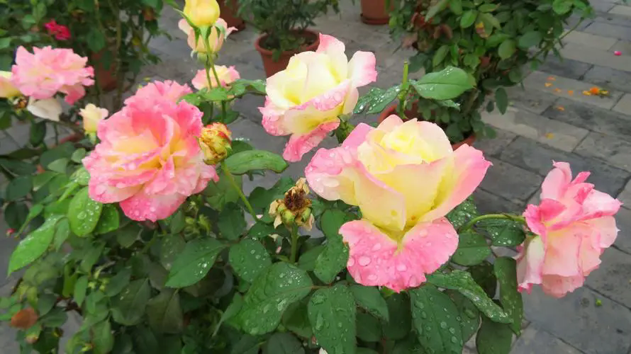 <strong>月季花语，绽放生活的浪漫与希望寓意</strong>