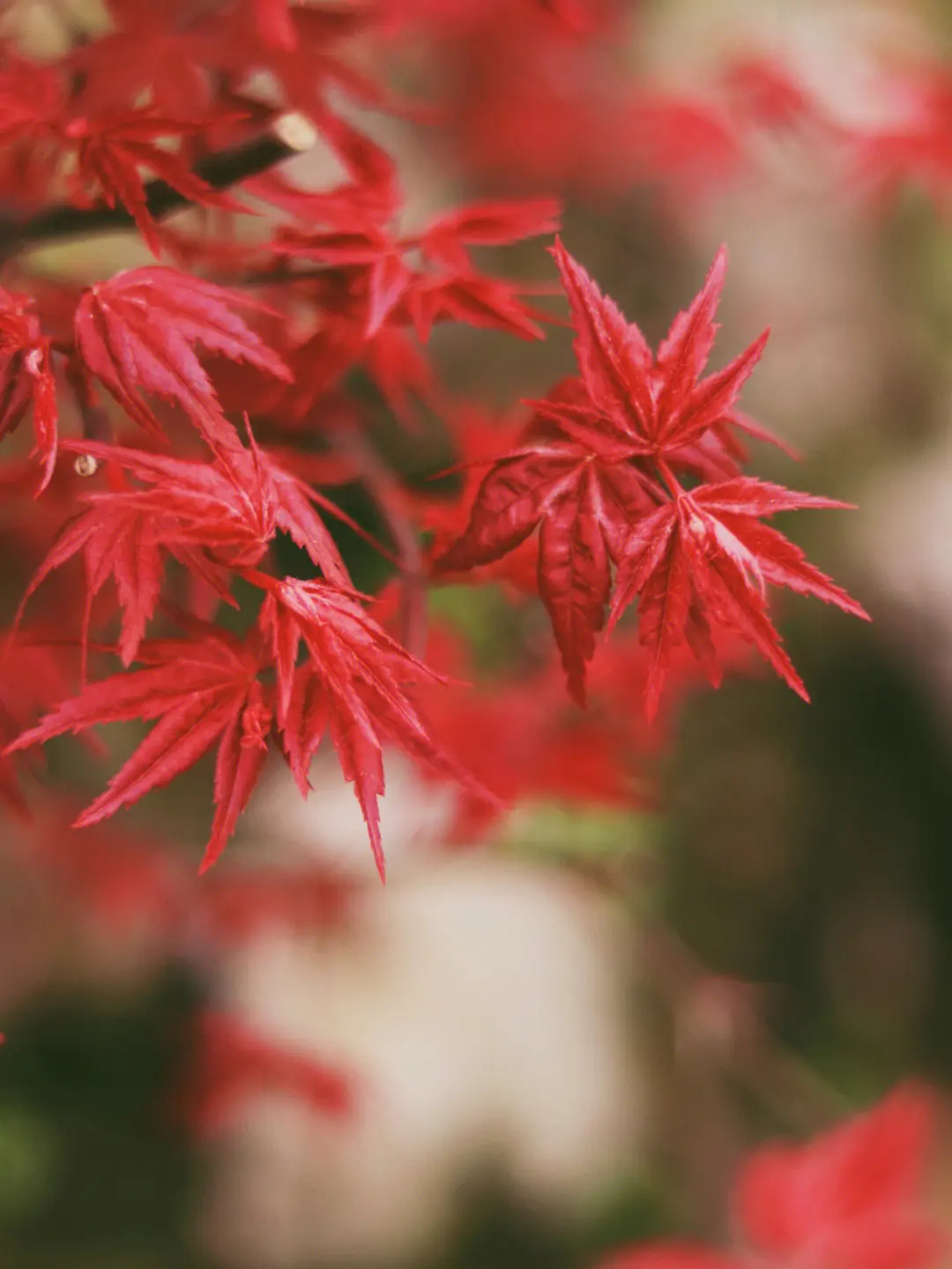 日本红枫四季之美!春天的绿,夏天的浓,秋天的红,冬天的静!