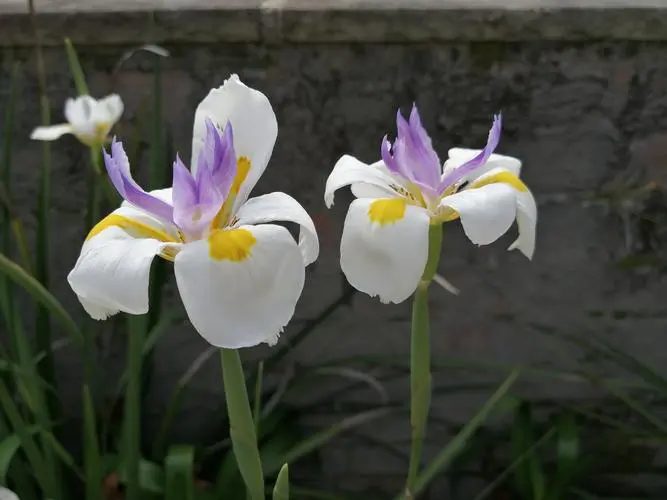 小花鸢尾植物界的小清新:虽非兰花,却同样优雅迷人