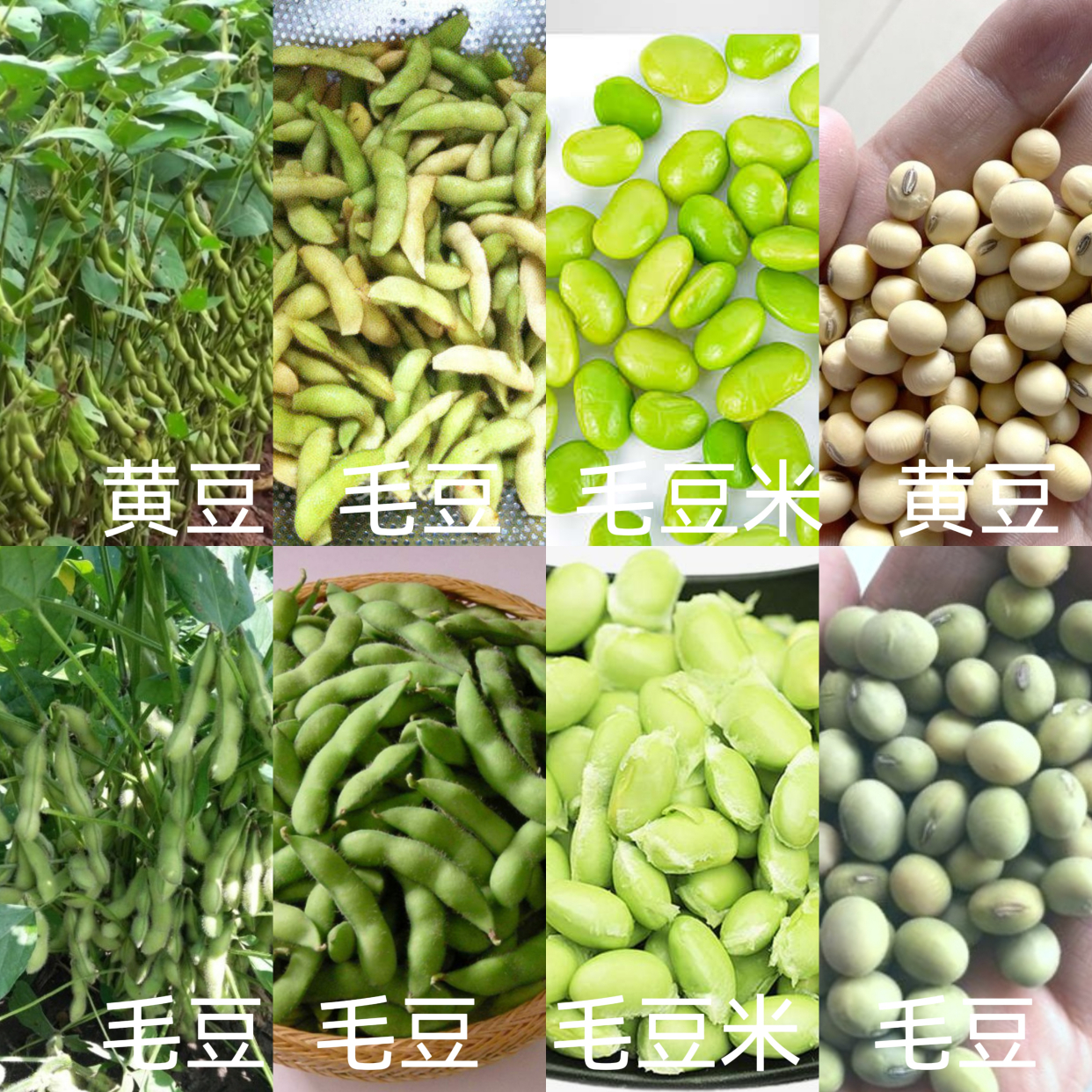 豆界揭秘-毛豆VS黄豆:本是同根生的营养美食