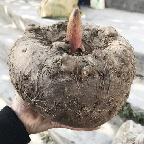 神奇食材揭秘-魔芋,自然界的低卡奇迹,制作全过程大公开!