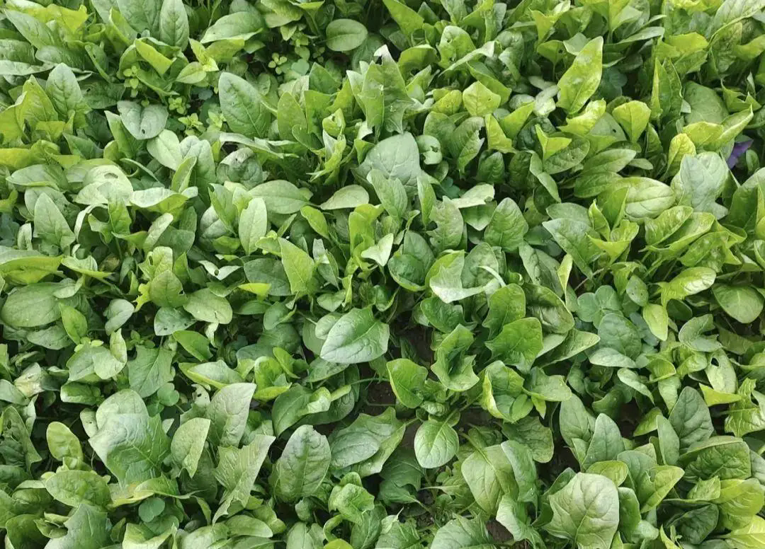 菠菜-绿色营养的超级英雄,揭秘健康功效与膳食价值