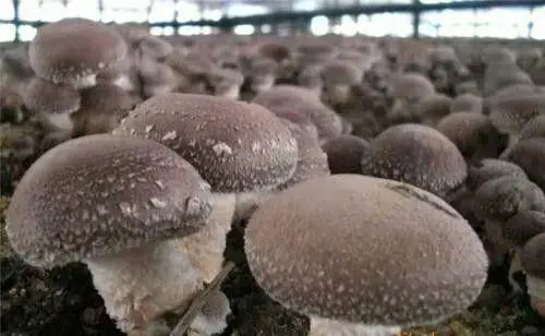 <strong>食用菌王国揭秘：菌类大观，千种珍馐，舌尖上的森林宝藏！</strong>