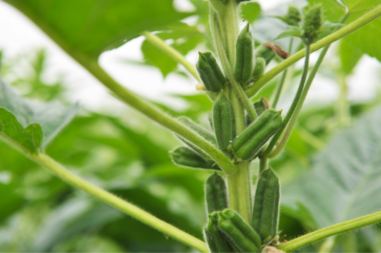 <b>芝麻种植生长全纪录：探索一粒种子的蜕变，见证生命的绽放</b>
