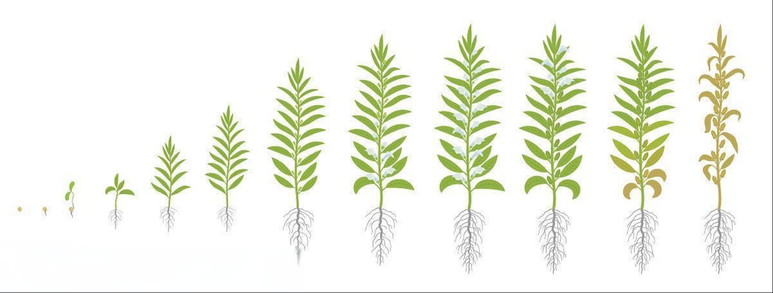 芝麻种植生长全纪录:探索一粒种子的蜕变,见证生命的绽放