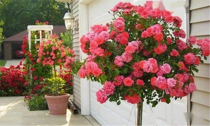 <b>棒棒糖月季：枝条魔法与造型艺术，打造甜蜜花园景观！</b>