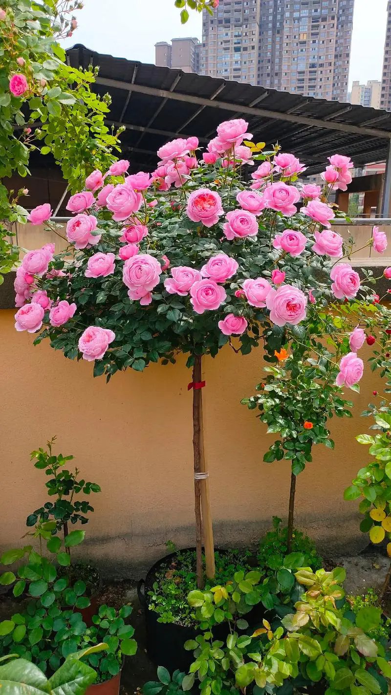 棒棒糖月季:枝条魔法与造型艺术,打造甜蜜花园景观!