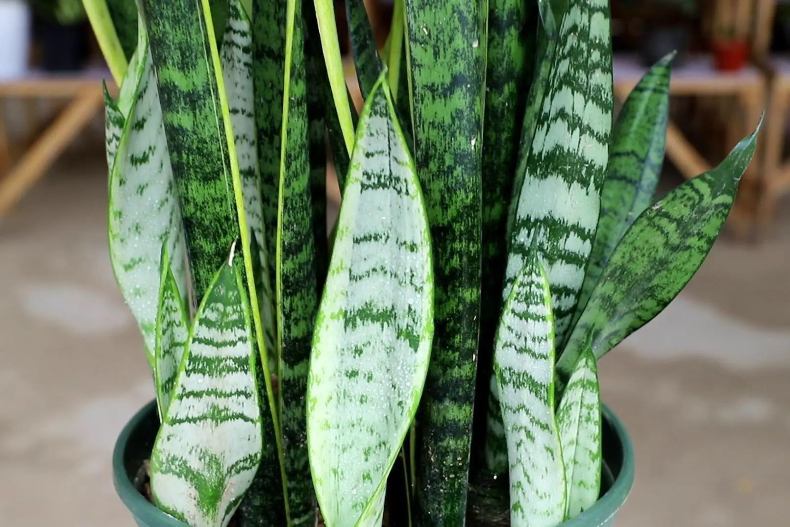 <b>虎皮兰养殖宝典，温度掌控与水肥秘诀，打造茁壮成长的绿色奇迹！</b>