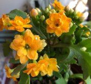 <b>长寿花虫害防治指南：从虫害识别到养护管理，守护美丽花朵</b>