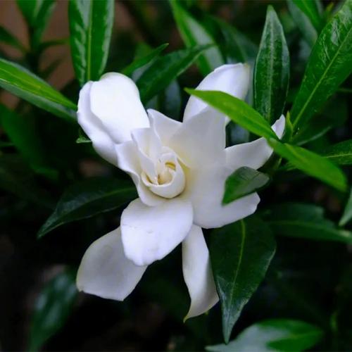 栀子花开绽放周期与养护要,打造美丽花园