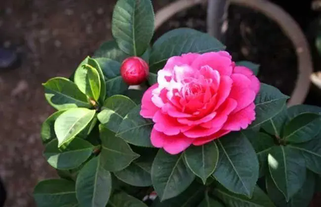 <b>茶花花期指南：开花月份、养护方法与观赏技巧，打造花香四溢的美丽花园</b>