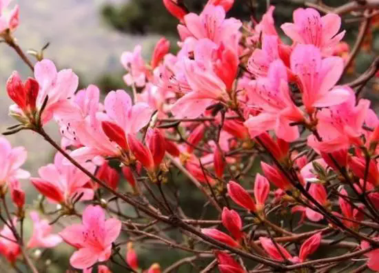 <b>杜鹃花：光影交错中的生长秘密，一文掌握其光照偏好与养护技巧</b>