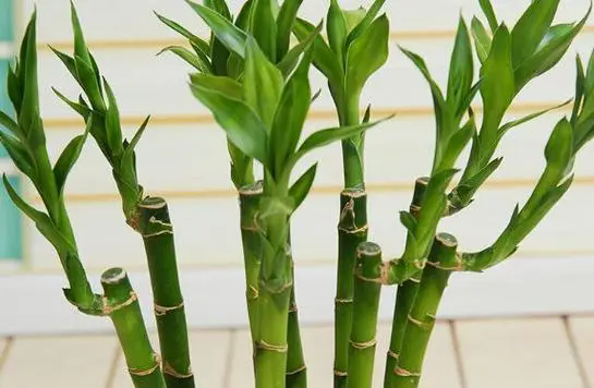 富贵竹:风水之宝与室内装饰,探索其多重价值!