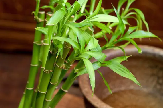 富贵竹:风水之宝与室内装饰,探索其多重价值!