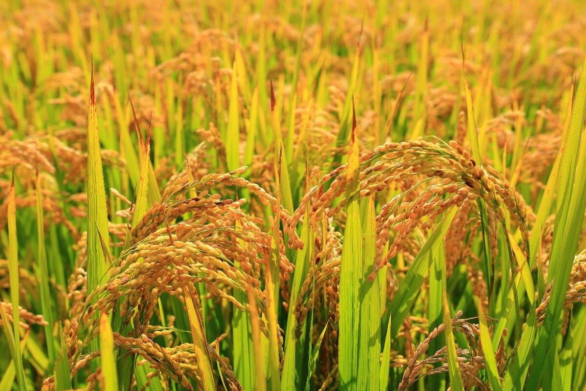 <b>揭秘水稻成熟收割的黄金季节，如何把握稻香最佳收获期？</b>