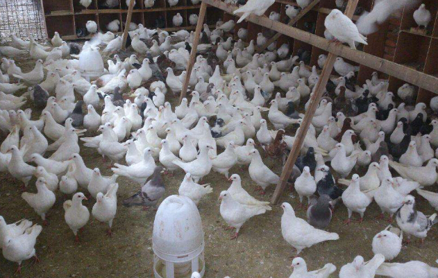 乳鸽喂养指南:新手鸽友必读,从雏鸽到乳鸽的全程计划攻略