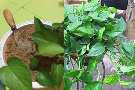 <b>绿萝养肥秘籍：精选肥料与科学施用，唤醒绿植生长潜力</b>