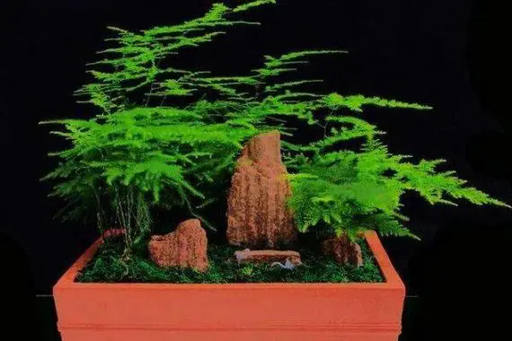 <b>文竹品种大全：细数优雅成员，探索多样魅力</b>